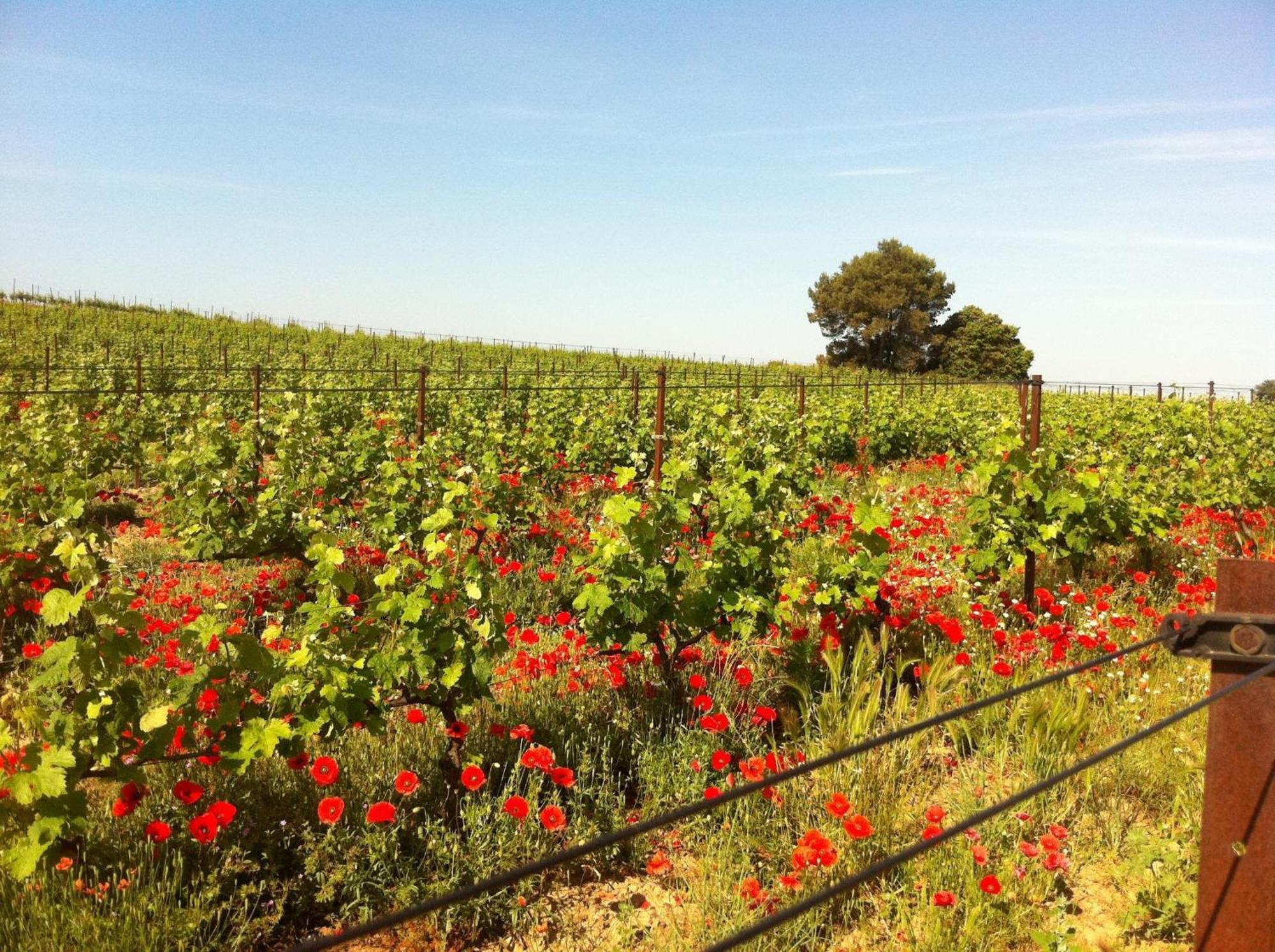 Maison De Margot Peyriac-Minervois Exteriér fotografie